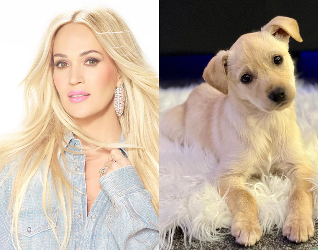 Carrie Underwood Has An Adorable New Puppy Named Charlie [PHOTOS]