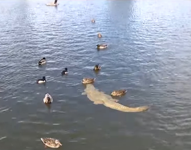 Fake Alligators in Arizona Lake Prompts 911 Calls [VIDEO]
