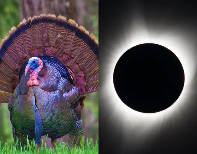 Spring Turkey Season and Solar Eclipse Merge April 8th