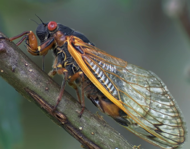 Nearly a Trillion Cicadas Expected to Emerge in the U.S. This Spring