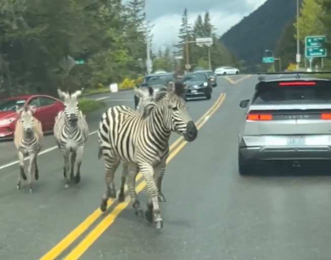 Viral Video: Zebras Escape and Run Down Highway in Washington