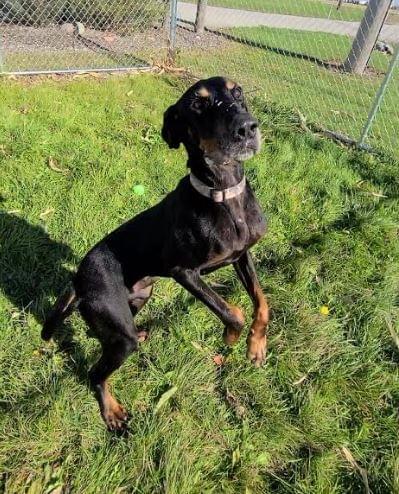 Community Forum: Ruger Could Use a Good Home