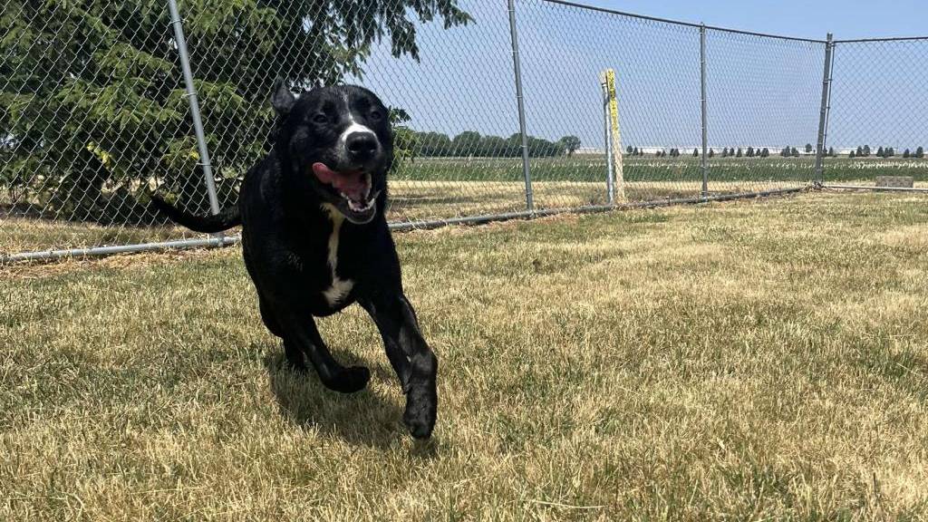 Community Forum: Meet Snoop Dog at the Livingston County Humane Society