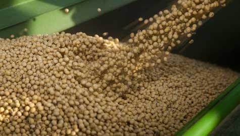A trans-fat-free variety of soybean is finding a new use