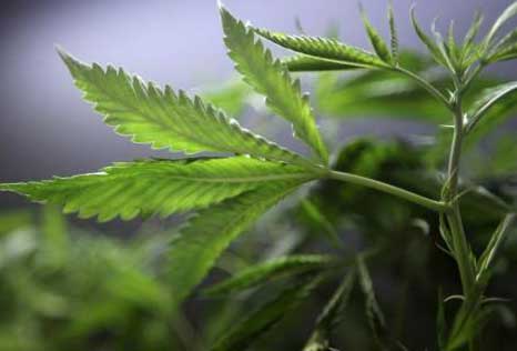 Cannabis task force to begin its work this week