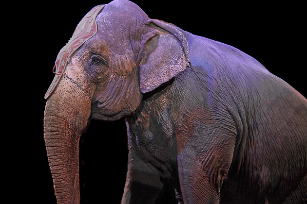 Performing elephants could soon become a thing of the past in Illinois