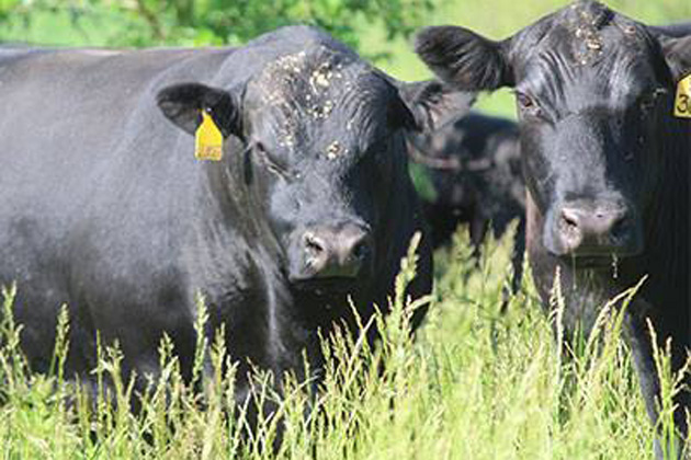 Asia emerges as lucrative market for Illinois cattle farmers