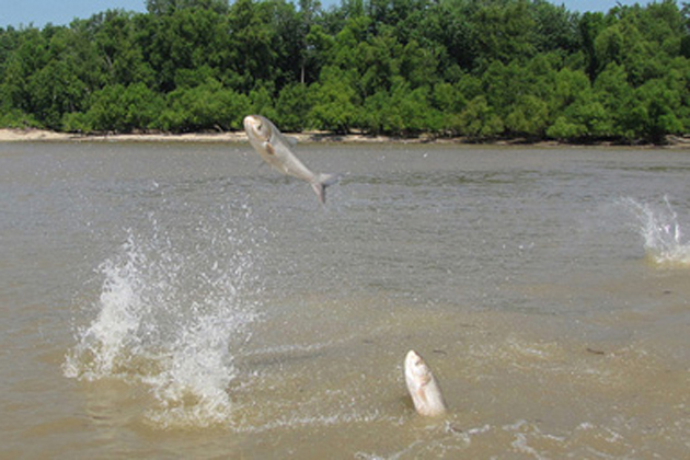 Lt. Gov.: Name change could help make Asian carp more appealing