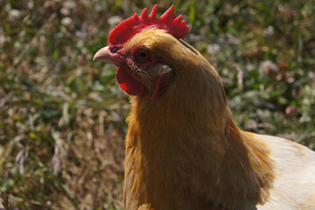 CDC: Salmonella outbreak caused by mishandling backyard chickens