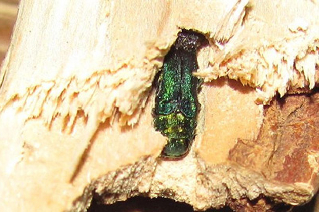 Emerald ash borers harm Illinois ash trees