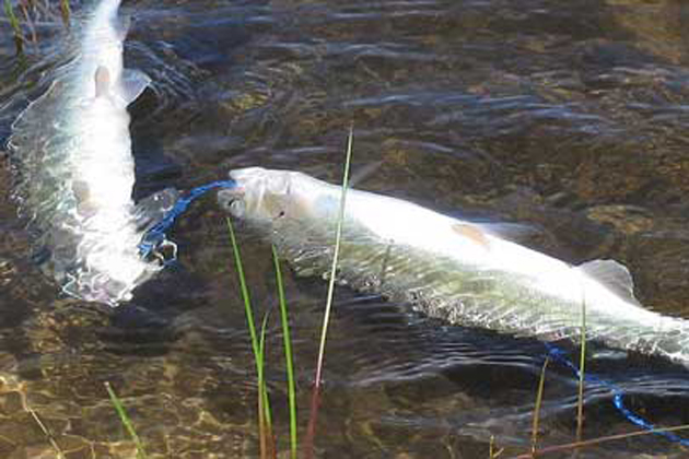 Illinois stocking 80,000 trout for fall fishing season