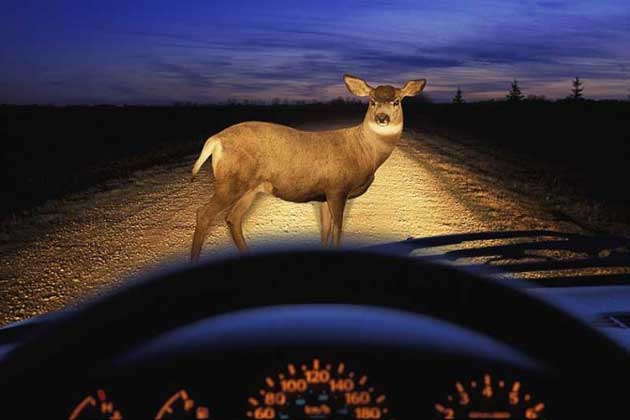 Hit a deer in Illinois? You can probably keep it