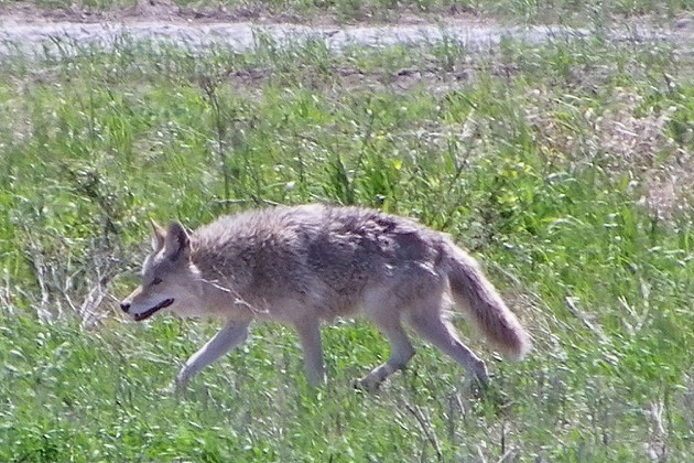 Humane Society issues coyote cautions