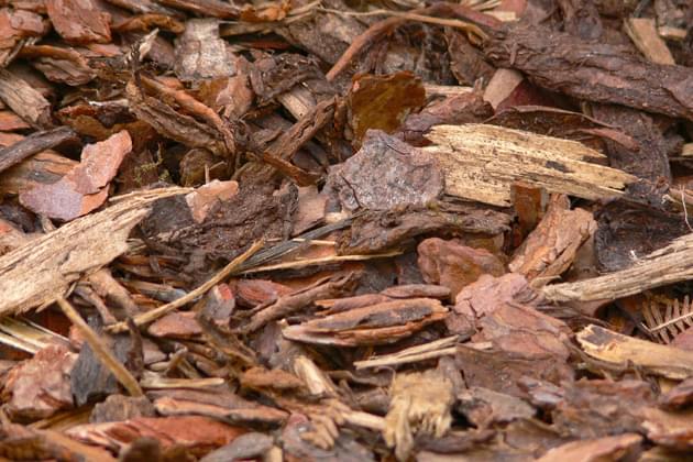 City of Bloomington offering free mulch for community