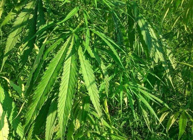 Illinois Dept. of Ag proposes guidance on hemp crop