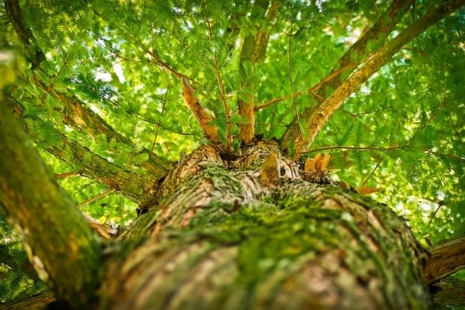 City of Bloomington honored with Arbor Day Award