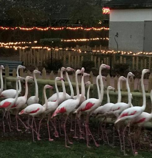 UPDATED: Miller Park Zoo sought to keep flamingo’s death under wraps