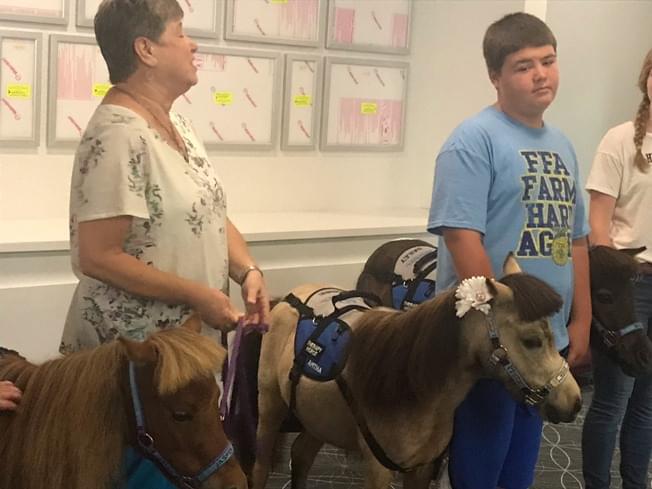 Therapy horses visit Springfield children’s hospital