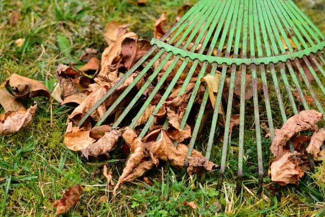 Leaves are falling on your lawn, what should you do?