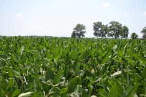 Cash crops more than two-thirds good to excellent condition in latest crop report