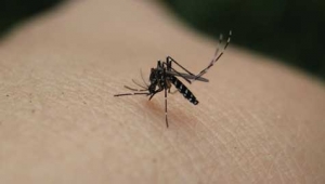 McLean County Health officials report second pool of mosquitoes test positive for West Nile virus