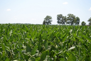 International soybean buyers visiting Illinois farmers