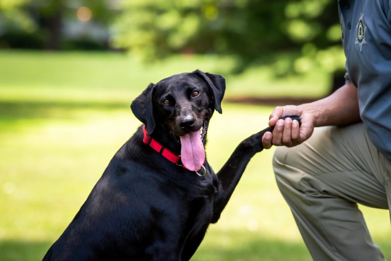 Illinois House lawmakers looking to address college student mental health needs like therapy dogs