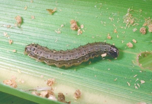 Armyworms invading Central Illinois yards