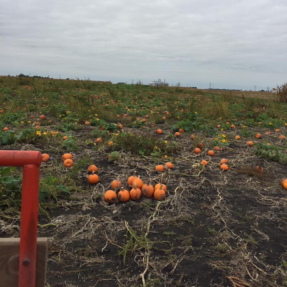 Central Illinois pumpkin producer seeing smaller harvest due to wet summer