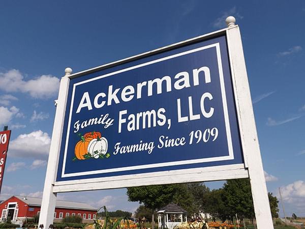 Fall pumpkin harvest “surprisingly good” after wet summer