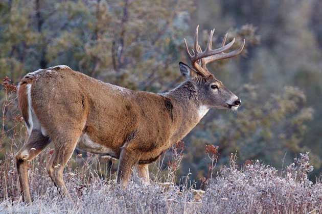 Deer numbers down from 2021 firearm deer harvest