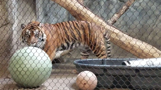 Betty White Challenge raises over $2,000 for Miller Park Zoo