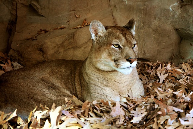 IDNR urges the public to leave the mountain lion currently roaming the state alone