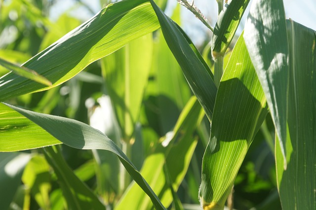 USDA crop report shows the state’s major cash crops are coming along nicely