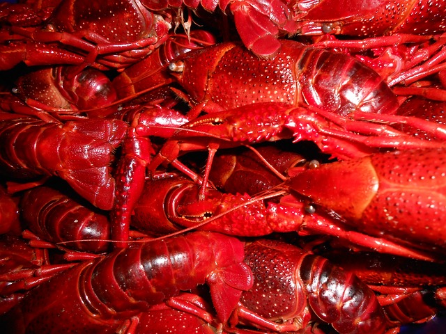 IDNR reminds the public that live red swamp crayfish are invasive and illegal