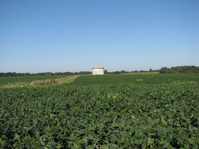 Update from Illinois farm fields in this week’s USDA crop report