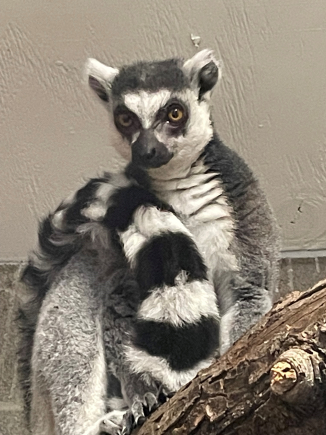 Ring-tailed lemur to leave Miller Park Zoo