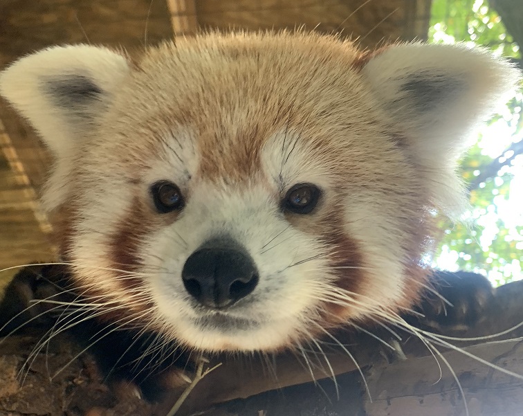 Miller Park Zoo announces death of Red Panda
