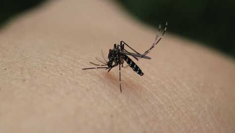 Bird test positive for the West Nile virus in Woodford County