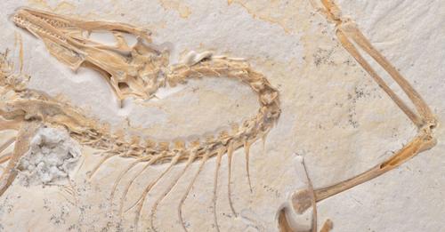 Field Museum acquires fossil of earliest known bird