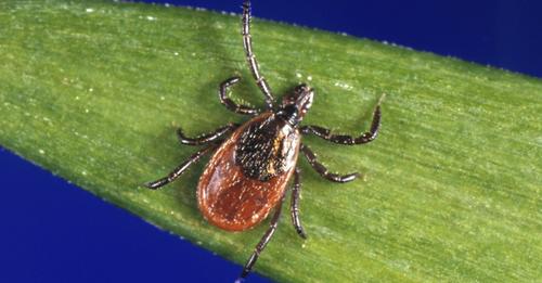 Tazewell County gives tick tips for Lyme Disease Awareness Month