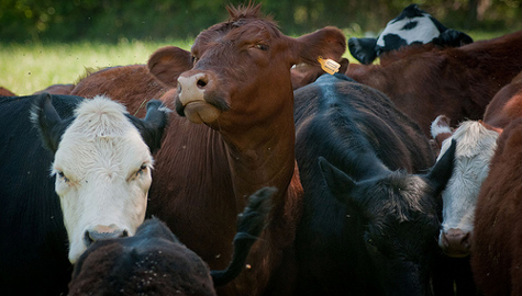 Up to 18 cows still on the run in Douglas Co. as search efforts continue