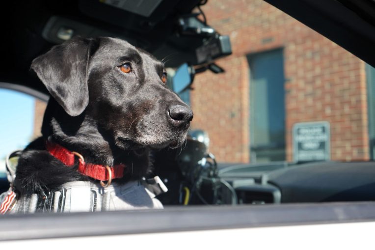 Illinois State University Police Dept. therapy K-9 to retire