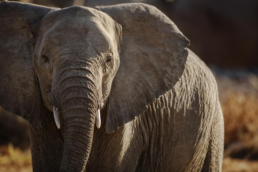 Indianapolis Zoo Mourning The Loss Of Their Oldest Elephant