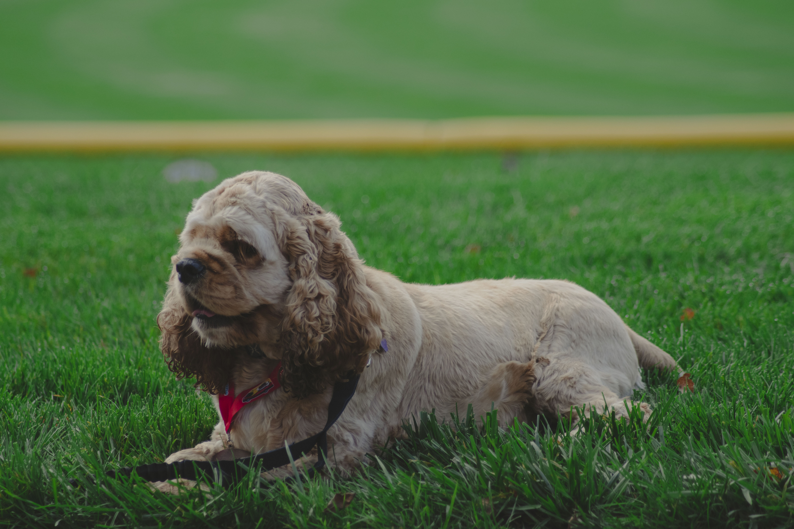 Photos from Mutt Strut 2021