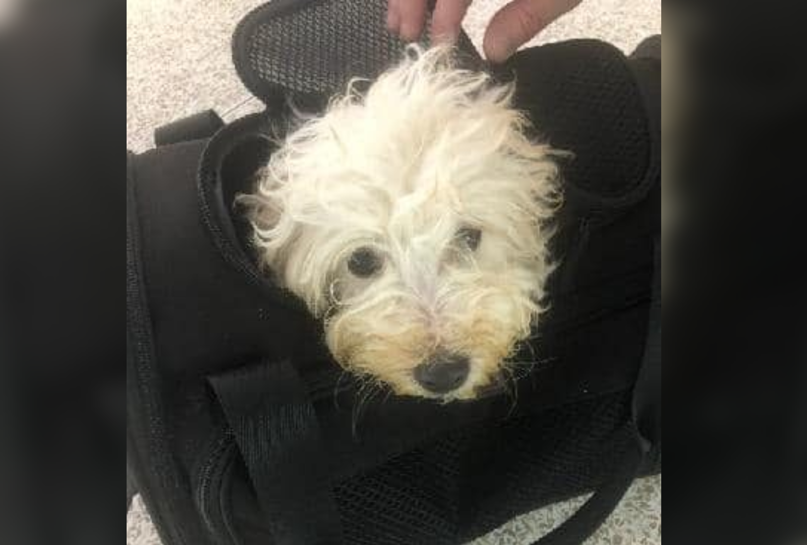 Dog Left At Indy Airport