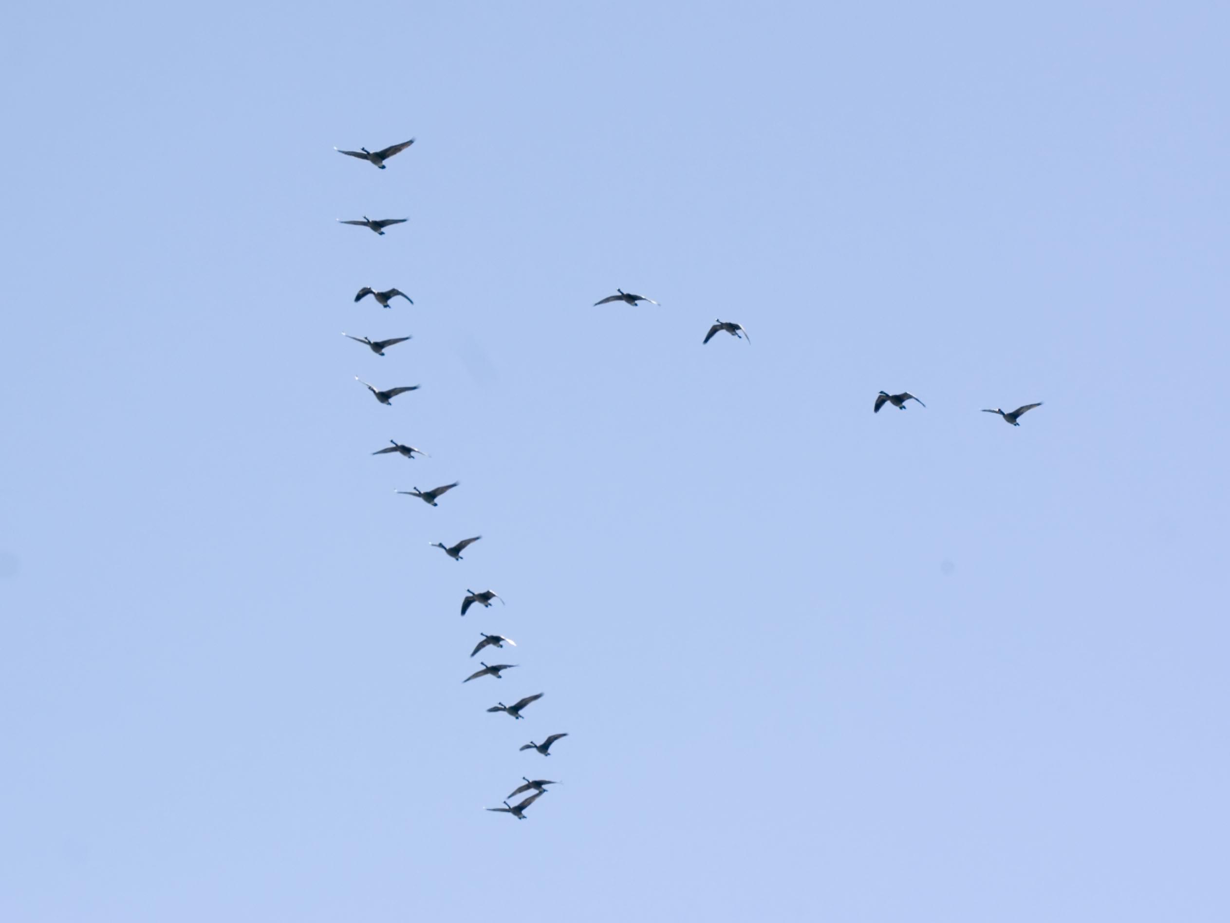 More Than 50 Geese Fall From Sky! What Happened?