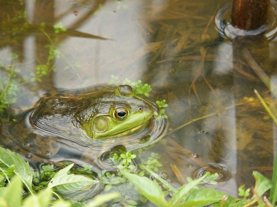 Woman Creates Bikini Out Of Frogs! See The “Ribbiting” Photos Here!
