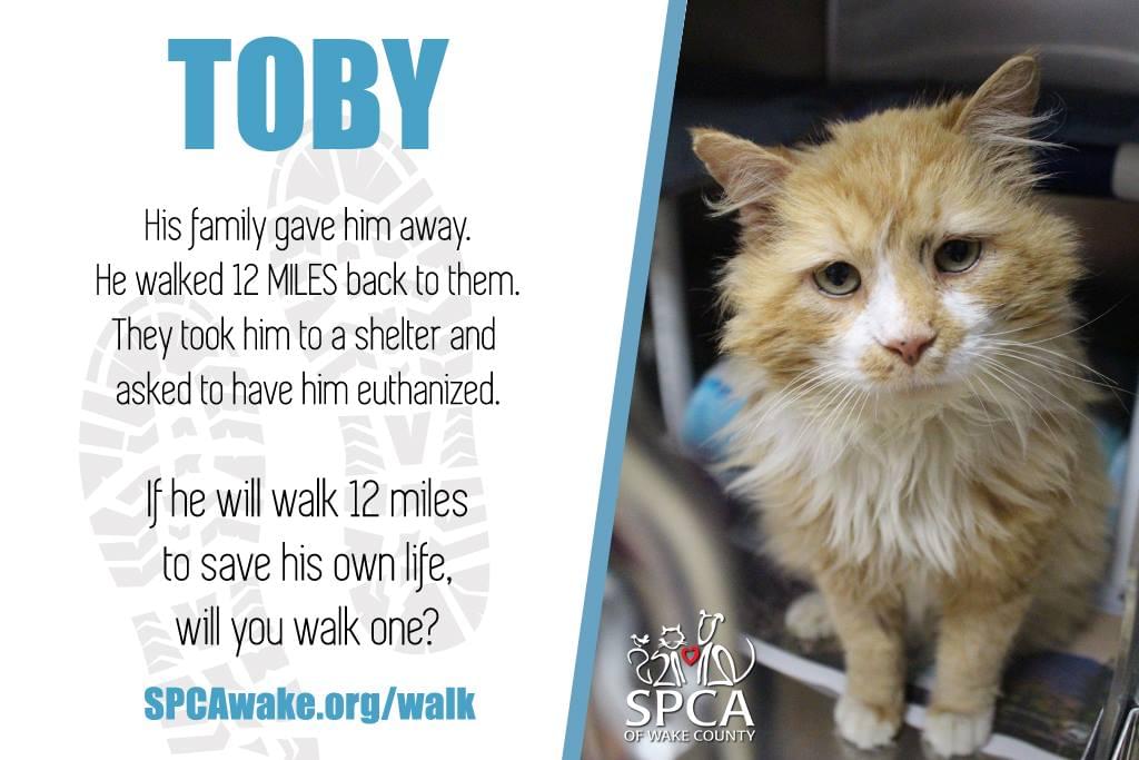 Cat Walks 12 Miles Back To Family, But They’d Rather See Him Dead?!