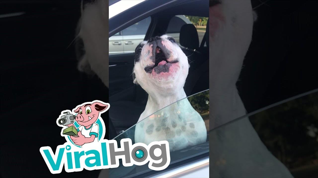 Listen: Wow!…Does This Dog Sound Like An Opera Singer To You?